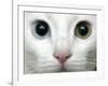 APTOPIX Turkey Bird Flu Van Cat-Pier Paolo Cito-Framed Photographic Print