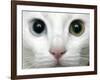 APTOPIX Turkey Bird Flu Van Cat-Pier Paolo Cito-Framed Photographic Print