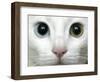 APTOPIX Turkey Bird Flu Van Cat-Pier Paolo Cito-Framed Photographic Print