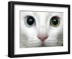 APTOPIX Turkey Bird Flu Van Cat-Pier Paolo Cito-Framed Photographic Print