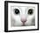 APTOPIX Turkey Bird Flu Van Cat-Pier Paolo Cito-Framed Photographic Print