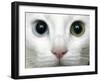 APTOPIX Turkey Bird Flu Van Cat-Pier Paolo Cito-Framed Photographic Print