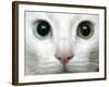 APTOPIX Turkey Bird Flu Van Cat-Pier Paolo Cito-Framed Photographic Print