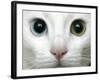 APTOPIX Turkey Bird Flu Van Cat-Pier Paolo Cito-Framed Photographic Print