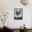 APTOPIX Two Faced Cat-Steven Senne-Framed Stretched Canvas displayed on a wall