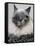 APTOPIX Two Faced Cat-Steven Senne-Framed Stretched Canvas