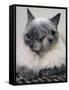 APTOPIX Two Faced Cat-Steven Senne-Framed Stretched Canvas