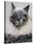 APTOPIX Two Faced Cat-Steven Senne-Stretched Canvas