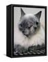 APTOPIX Two Faced Cat-Steven Senne-Framed Stretched Canvas