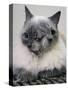 APTOPIX Two Faced Cat-Steven Senne-Stretched Canvas