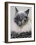 APTOPIX Two Faced Cat-Steven Senne-Framed Photographic Print
