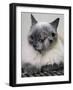 APTOPIX Two Faced Cat-Steven Senne-Framed Photographic Print