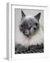 APTOPIX Two Faced Cat-Steven Senne-Framed Photographic Print