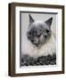 APTOPIX Two Faced Cat-Steven Senne-Framed Photographic Print