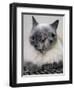 APTOPIX Two Faced Cat-Steven Senne-Framed Photographic Print