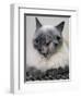 APTOPIX Two Faced Cat-Steven Senne-Framed Photographic Print