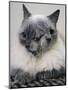 APTOPIX Two Faced Cat-Steven Senne-Mounted Photographic Print