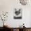 APTOPIX Two Faced Cat-Steven Senne-Photographic Print displayed on a wall