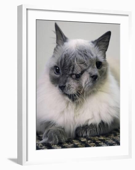 APTOPIX Two Faced Cat-Steven Senne-Framed Photographic Print