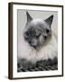 APTOPIX Two Faced Cat-Steven Senne-Framed Photographic Print