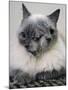 APTOPIX Two Faced Cat-Steven Senne-Mounted Photographic Print