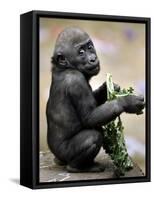 APTOPIX Zoo President Kiki-Elise Amendola-Framed Stretched Canvas