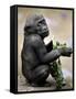 APTOPIX Zoo President Kiki-Elise Amendola-Framed Stretched Canvas