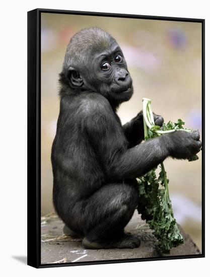 APTOPIX Zoo President Kiki-Elise Amendola-Framed Stretched Canvas