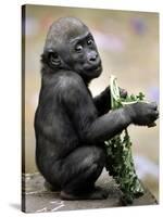 APTOPIX Zoo President Kiki-Elise Amendola-Stretched Canvas