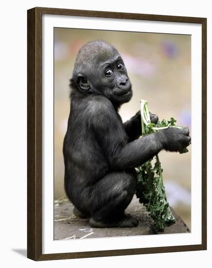 APTOPIX Zoo President Kiki-Elise Amendola-Framed Premium Photographic Print