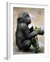 APTOPIX Zoo President Kiki-Elise Amendola-Framed Premium Photographic Print