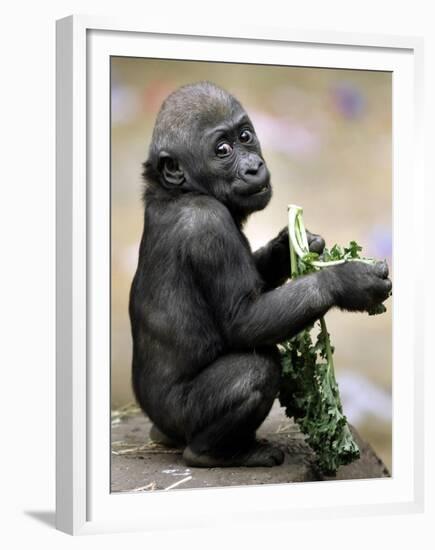 APTOPIX Zoo President Kiki-Elise Amendola-Framed Premium Photographic Print