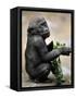 APTOPIX Zoo President Kiki-Elise Amendola-Framed Stretched Canvas