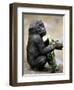 APTOPIX Zoo President Kiki-Elise Amendola-Framed Premium Photographic Print