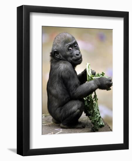 APTOPIX Zoo President Kiki-Elise Amendola-Framed Premium Photographic Print