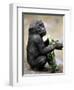 APTOPIX Zoo President Kiki-Elise Amendola-Framed Premium Photographic Print