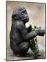 APTOPIX Zoo President Kiki-Elise Amendola-Mounted Premium Photographic Print