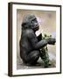 APTOPIX Zoo President Kiki-Elise Amendola-Framed Photographic Print