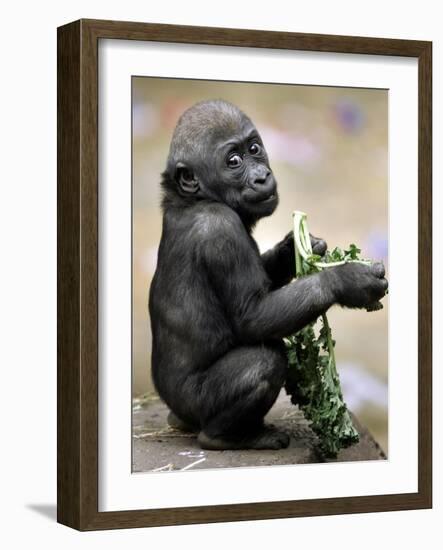APTOPIX Zoo President Kiki-Elise Amendola-Framed Photographic Print