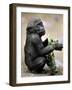 APTOPIX Zoo President Kiki-Elise Amendola-Framed Photographic Print