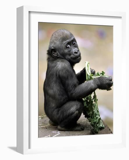 APTOPIX Zoo President Kiki-Elise Amendola-Framed Photographic Print