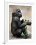 APTOPIX Zoo President Kiki-Elise Amendola-Framed Photographic Print