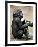 APTOPIX Zoo President Kiki-Elise Amendola-Framed Photographic Print
