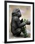 APTOPIX Zoo President Kiki-Elise Amendola-Framed Photographic Print