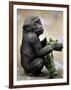 APTOPIX Zoo President Kiki-Elise Amendola-Framed Photographic Print