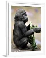 APTOPIX Zoo President Kiki-Elise Amendola-Framed Photographic Print