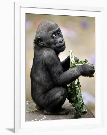 APTOPIX Zoo President Kiki-Elise Amendola-Framed Photographic Print