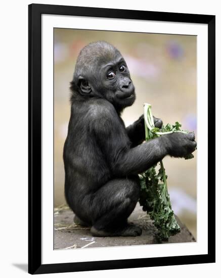 APTOPIX Zoo President Kiki-Elise Amendola-Framed Photographic Print