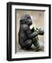 APTOPIX Zoo President Kiki-Elise Amendola-Framed Photographic Print