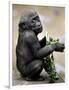 APTOPIX Zoo President Kiki-Elise Amendola-Framed Photographic Print